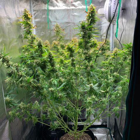 Auto Northern Lights growlog timeline photo