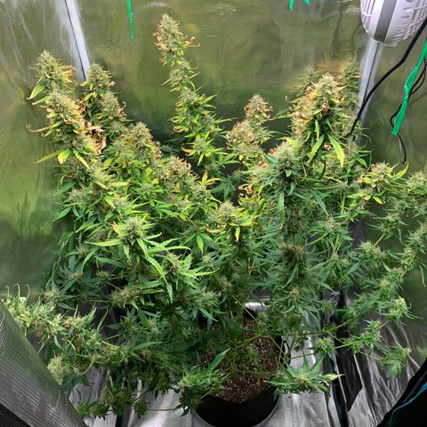 Auto Northern Lights growlog timeline photo