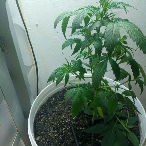 AK47 growlog timeline photo