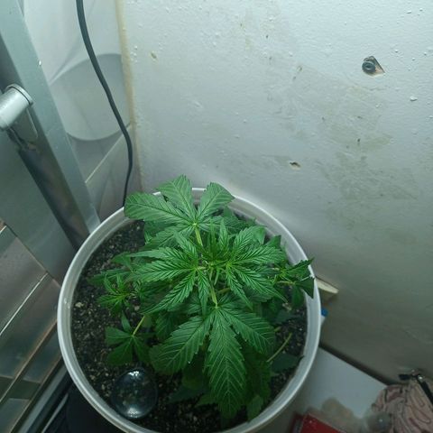 AK47 growlog timeline photo