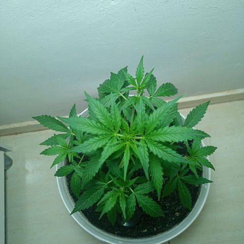 AK47 growlog timeline photo