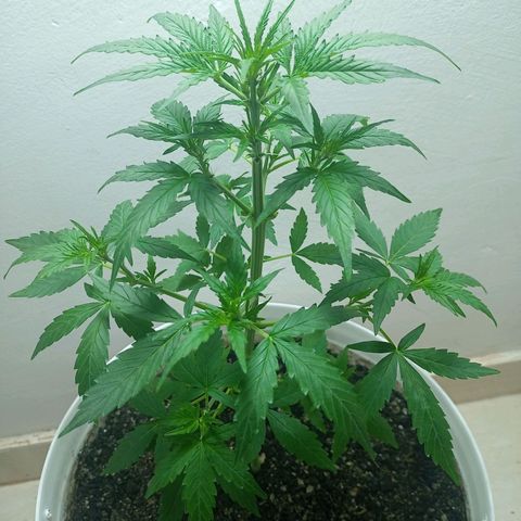 AK47 growlog timeline photo