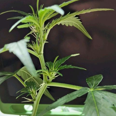 AK47 growlog timeline photo