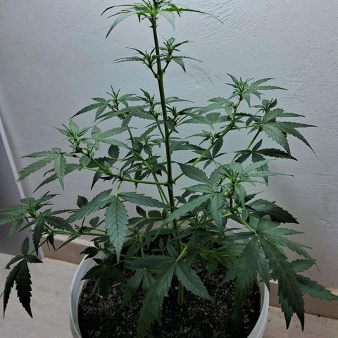 AK47 growlog timeline photo