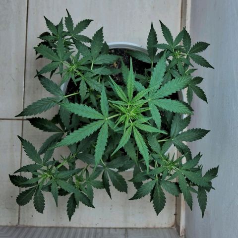 AK47 growlog timeline photo