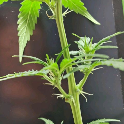 AK47 growlog timeline photo