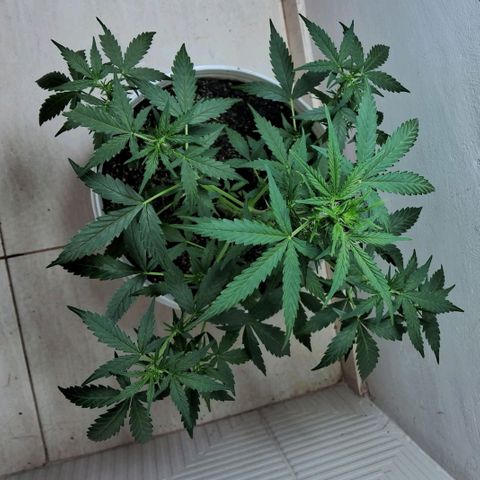 AK47 growlog timeline photo