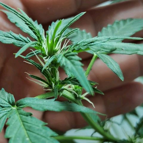 AK47 growlog timeline photo