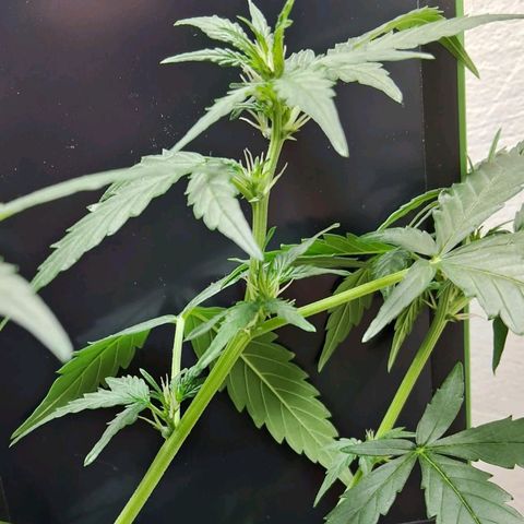 AK47 growlog timeline photo