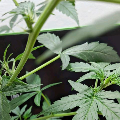 AK47 growlog timeline photo