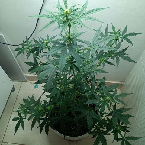 AK47 growlog timeline photo