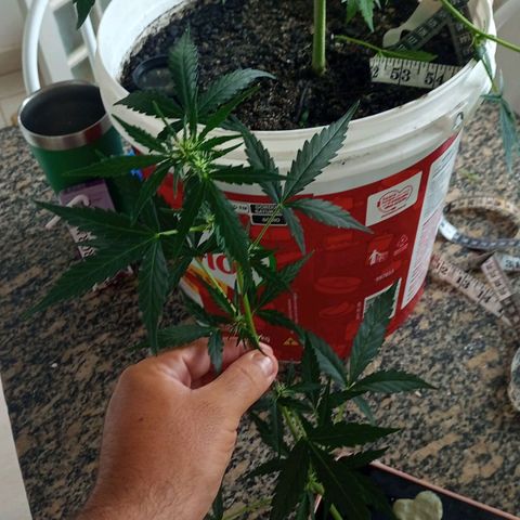 AK47 growlog timeline photo