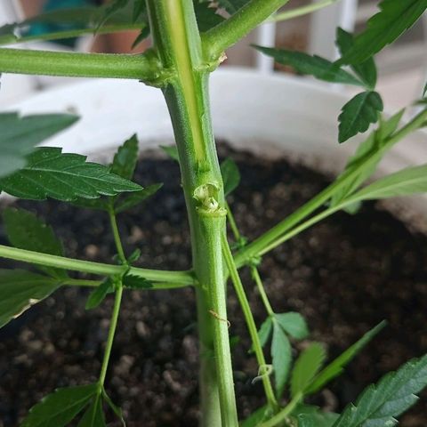 AK47 growlog timeline photo
