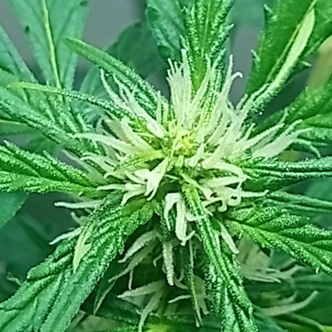 AK47 growlog timeline photo