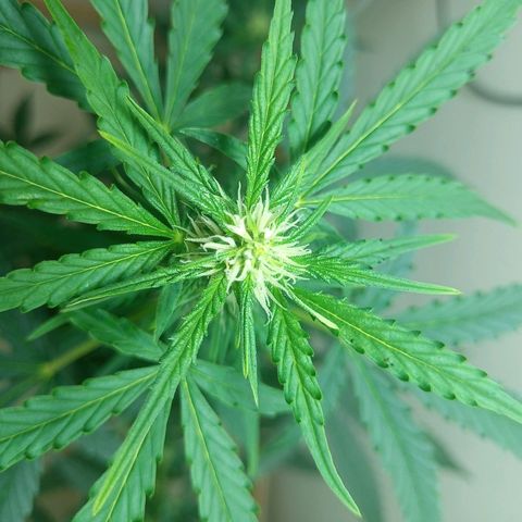 AK47 growlog timeline photo
