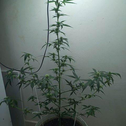 AK47 growlog timeline photo