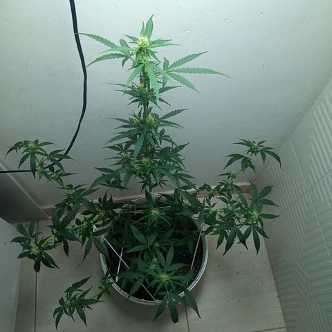 AK47 growlog timeline photo