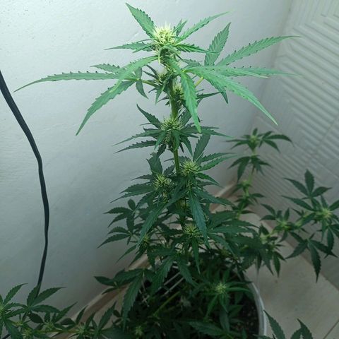 AK47 growlog timeline photo