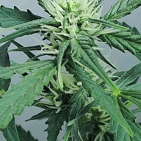 AK47 growlog timeline photo