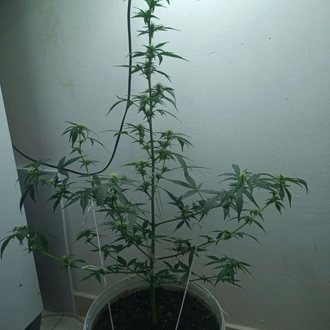 AK47 growlog timeline photo