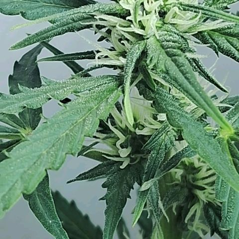 AK47 growlog timeline photo