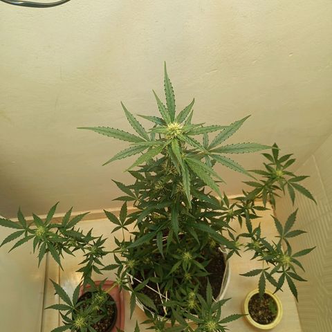 AK47 growlog timeline photo