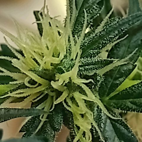 AK47 growlog timeline photo