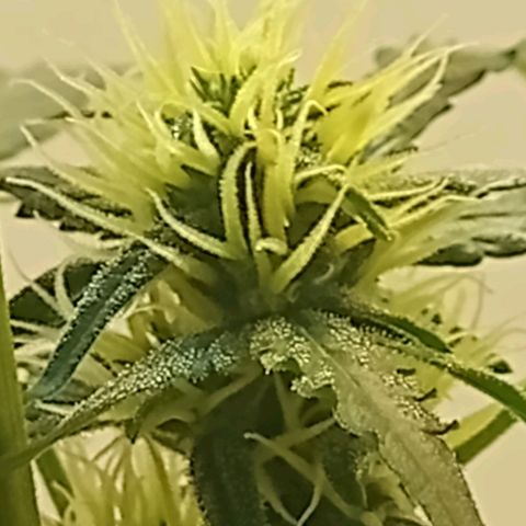 AK47 growlog timeline photo