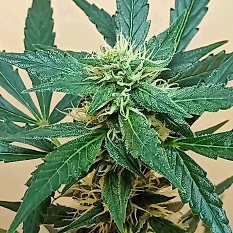 AK47 growlog timeline photo