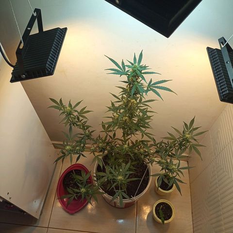AK47 growlog timeline photo