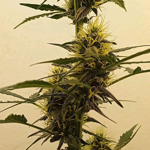 AK47 growlog timeline photo