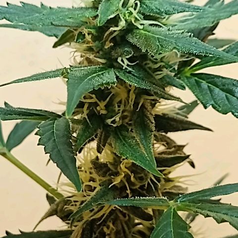 AK47 growlog timeline photo