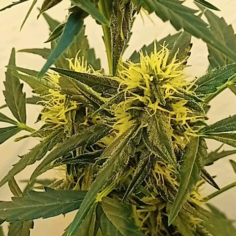 AK47 growlog timeline photo