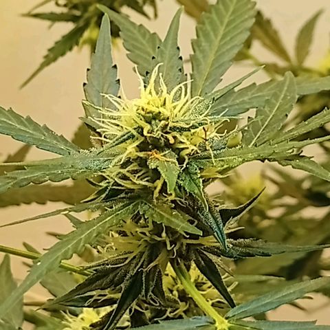 AK47 growlog timeline photo