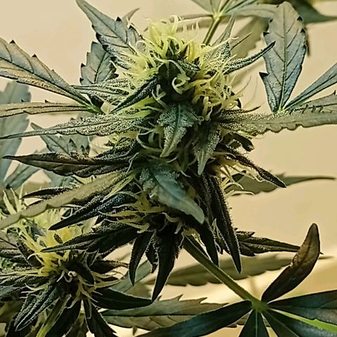 AK47 growlog timeline photo