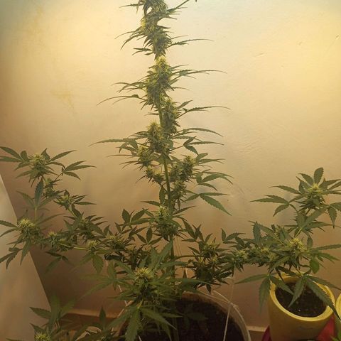 AK47 growlog timeline photo