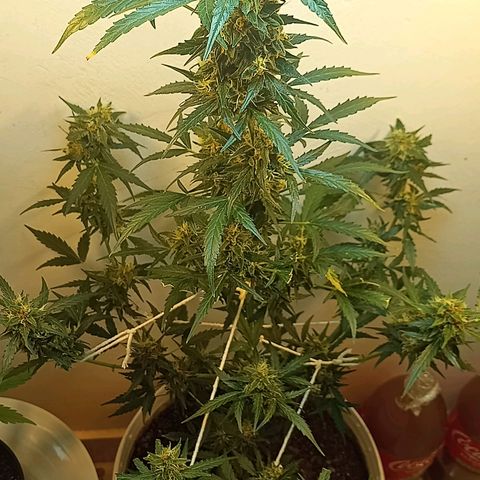 AK47 growlog timeline photo