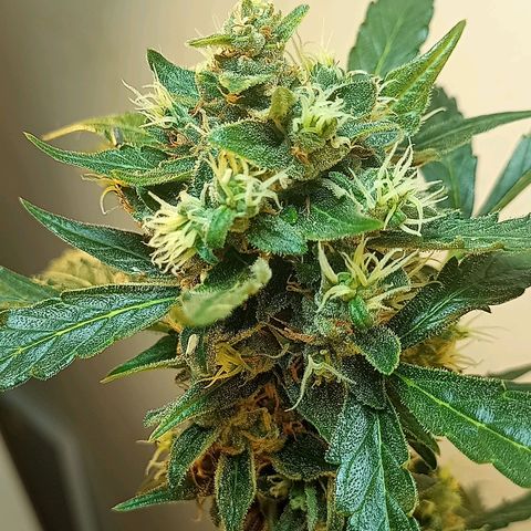 AK47 growlog timeline photo