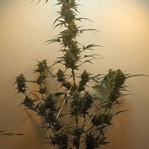AK47 growlog timeline photo