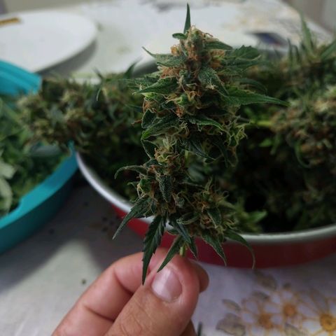 AK47 growlog timeline photo