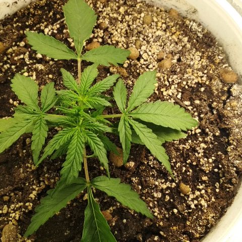 Foto 1 del growlog de Diesel Auto Fem
