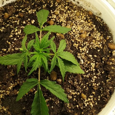 Foto 3 del growlog de Diesel Auto Fem