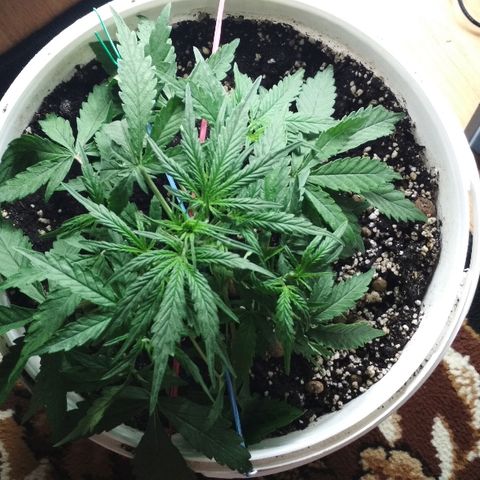 Diesel Auto Fem growlog timeline photo