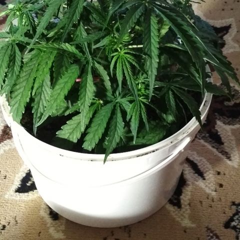 Diesel Auto Fem growlog timeline photo