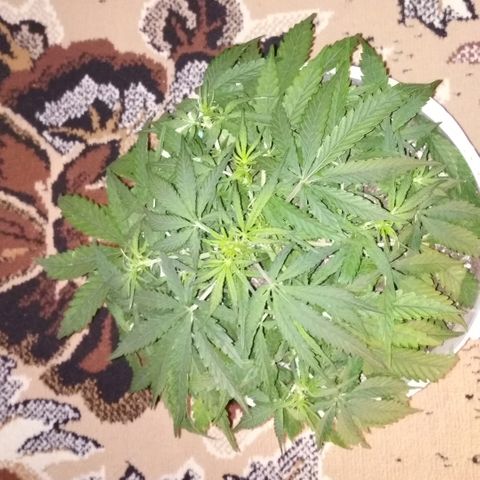 Diesel Auto Fem growlog timeline photo