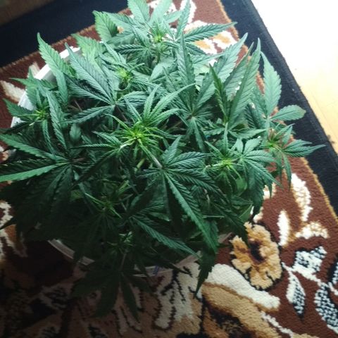 Diesel Auto Fem growlog timeline photo