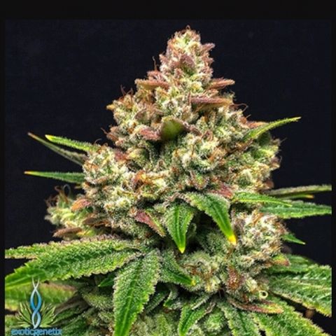 Grease Monkey  growlog timeline photo