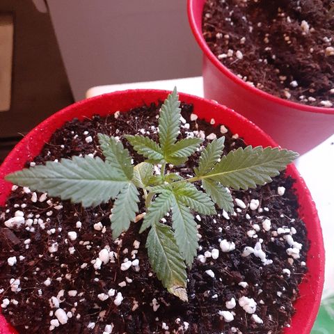 Grease Monkey  growlog timeline photo