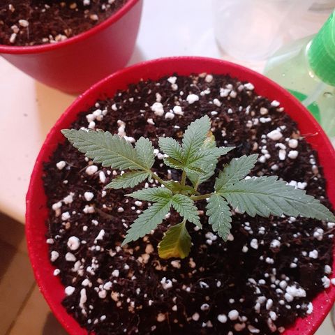 Grease Monkey  growlog timeline photo