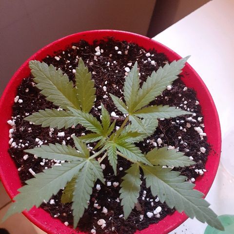Grease Monkey  growlog timeline photo